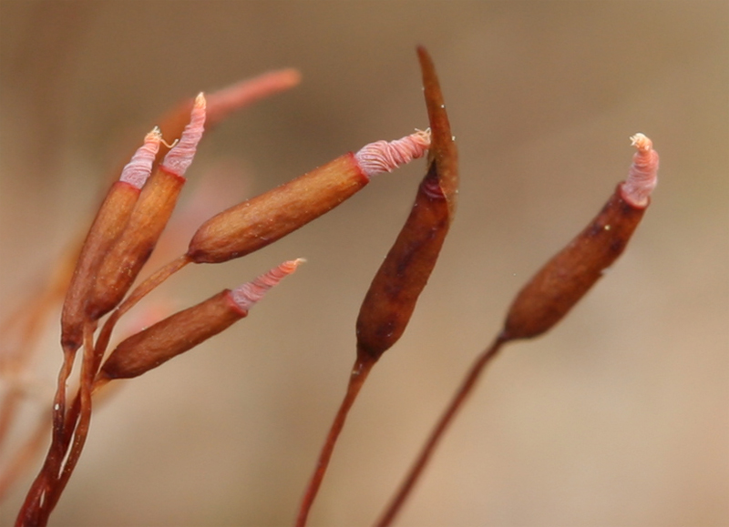 Barbula unguiculata